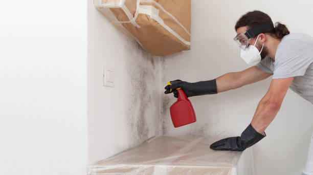 Professional Basement Mold Remediation technician working in Churchton, MD