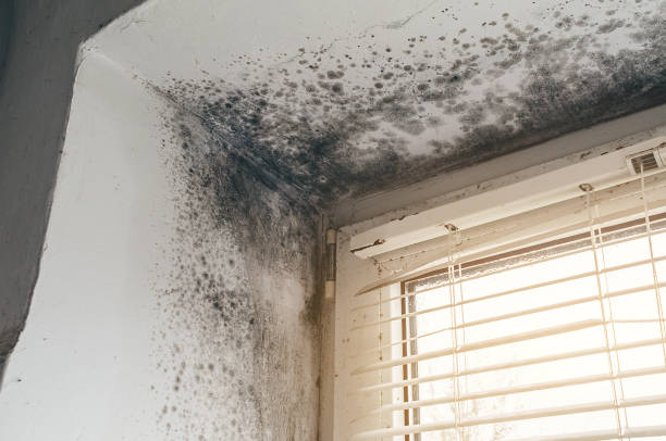 Affordable Basement Mold Remediation solutions in Churchton, MD