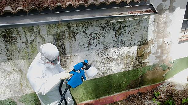 Top rated local Basement Mold Remediation specialists in Churchton, MD